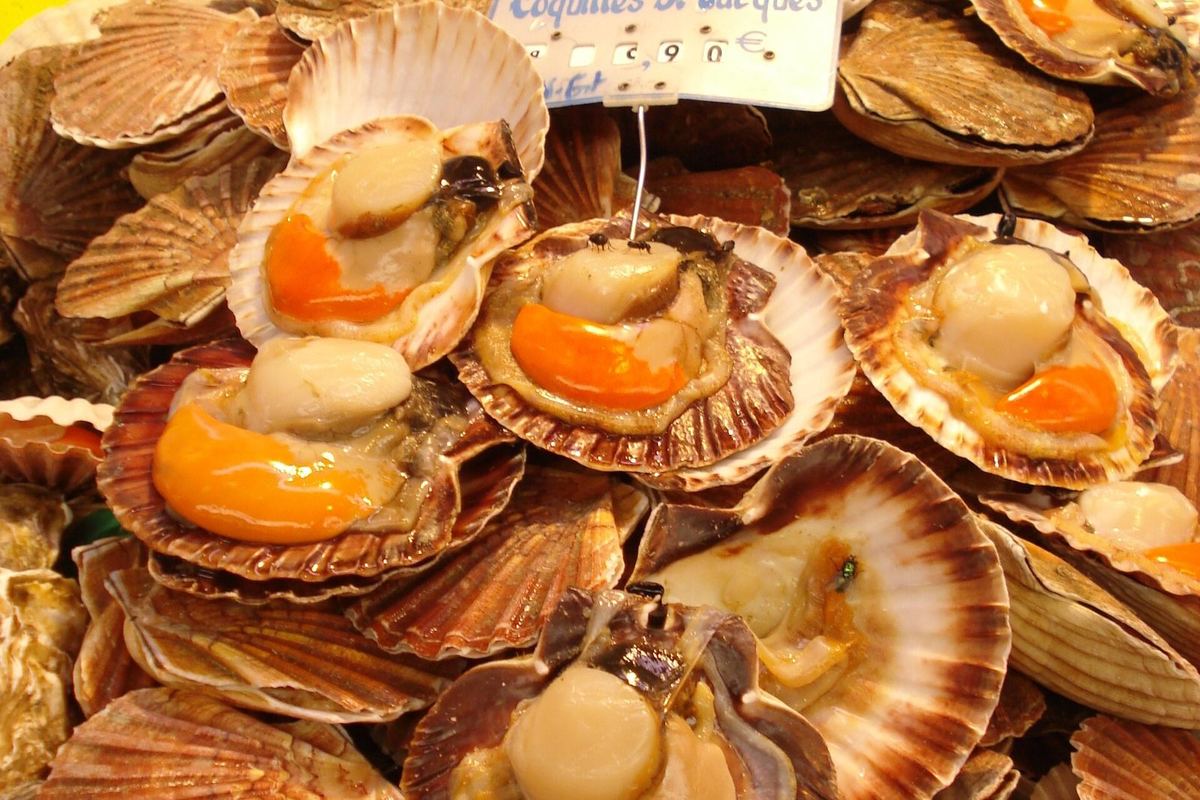 Coquilles Saint-Jacques dans leur coquille, posées à l'étal